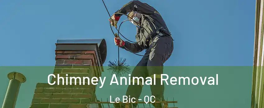  Chimney Animal Removal Le Bic - QC