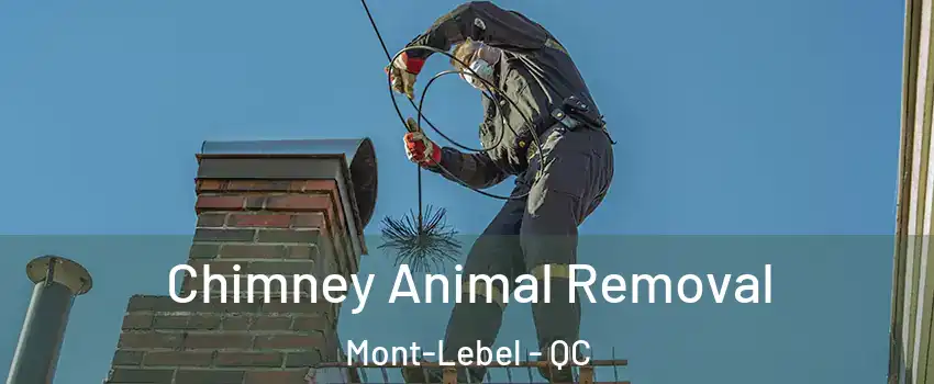  Chimney Animal Removal Mont-Lebel - QC