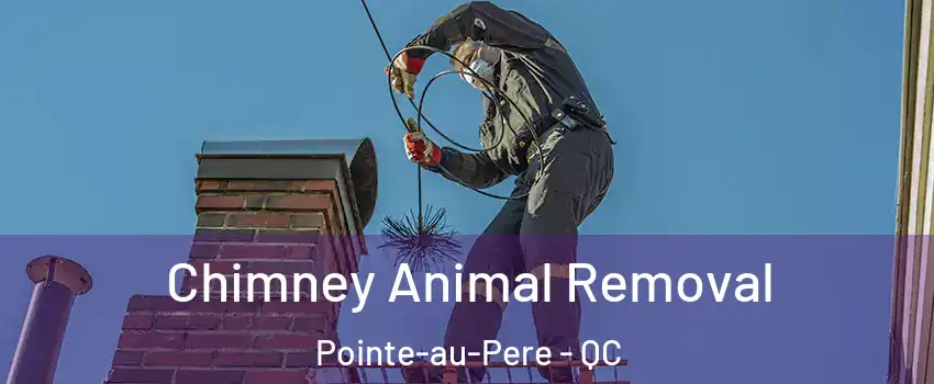  Chimney Animal Removal Pointe-au-Pere - QC