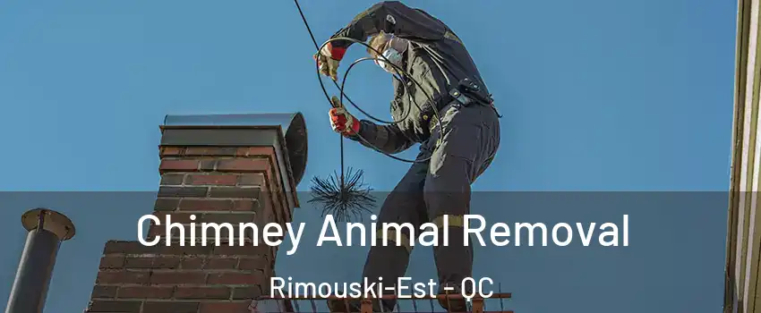  Chimney Animal Removal Rimouski-Est - QC