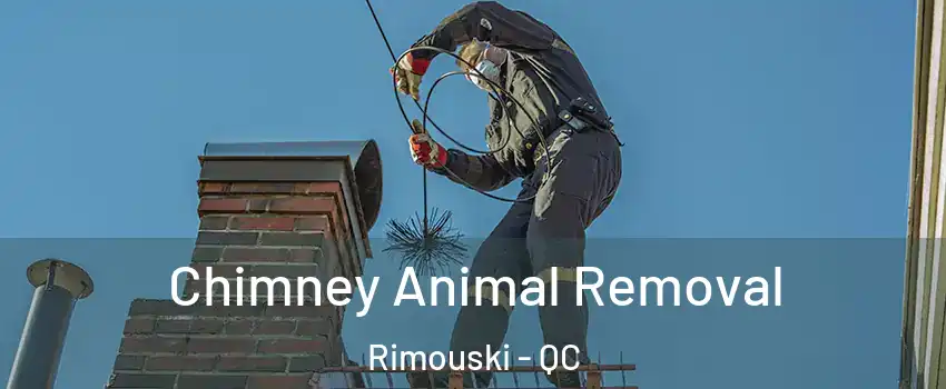  Chimney Animal Removal Rimouski - QC