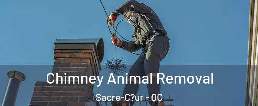  Chimney Animal Removal Sacre-C?ur - QC