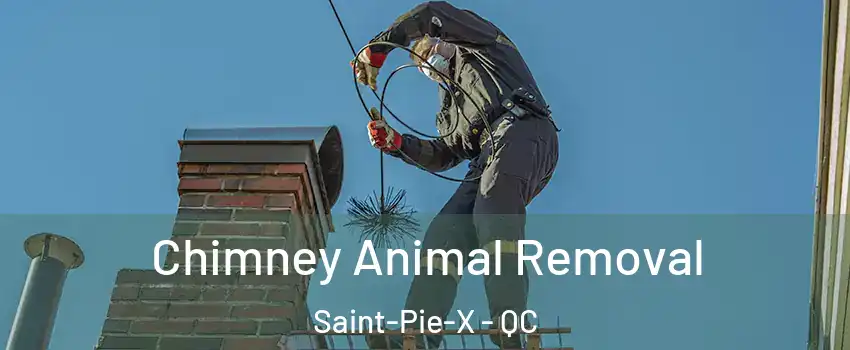  Chimney Animal Removal Saint-Pie-X - QC