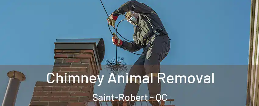  Chimney Animal Removal Saint-Robert - QC
