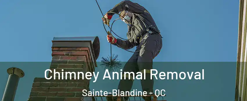  Chimney Animal Removal Sainte-Blandine - QC