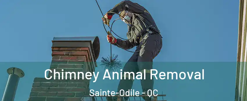  Chimney Animal Removal Sainte-Odile - QC